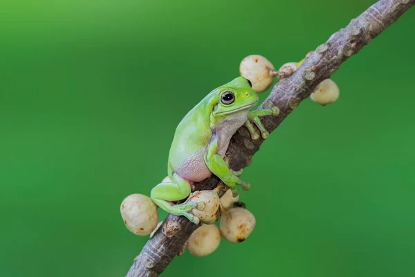 Dumpy Kikkerboom Een Blad Tropische Tuin — Stockfoto