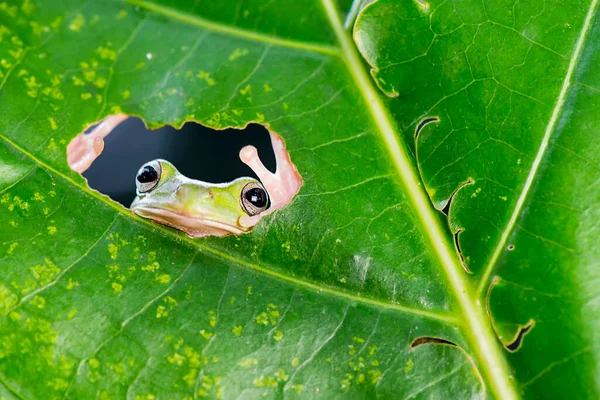 Tropikal Bahçede Yaprak Üzerinde Bodur Kurbağa Ağacı — Stok fotoğraf