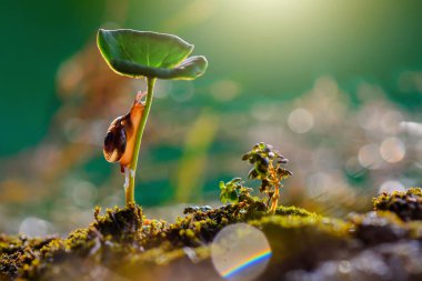 Tropik bir bahçede salyangozlar yürür