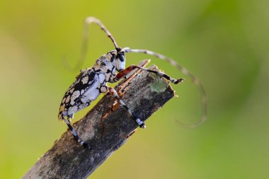 Tropikal ormanlarda dallara tünemiş uzun boynuzlu böcekler.