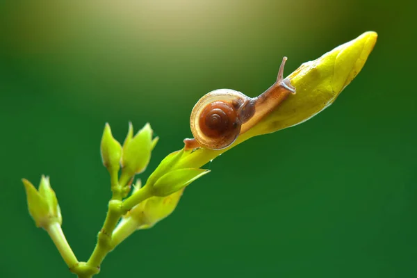 Caracol Sobre Las Flores Jardín Tropical —  Fotos de Stock