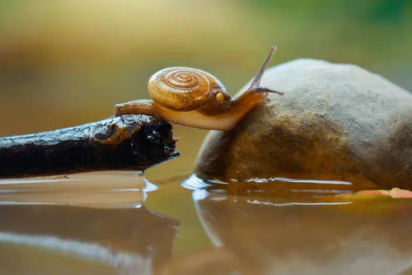 カタツムリは水の中に投げ込まれる — ストック写真