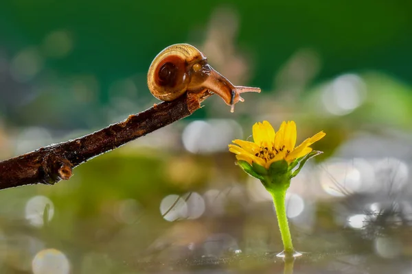 달팽이는 정원에서 — 스톡 사진