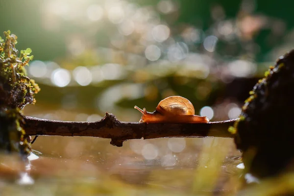 Snails are slammed through the water