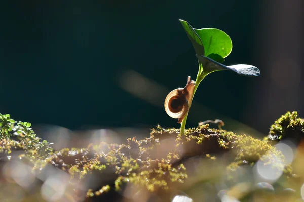 熱帯の庭ではカタツムリが花々を歩く — ストック写真