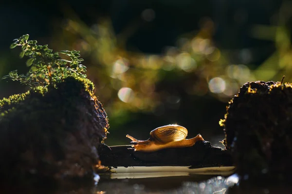 Los Caracoles Estrellan Contra Agua — Foto de Stock