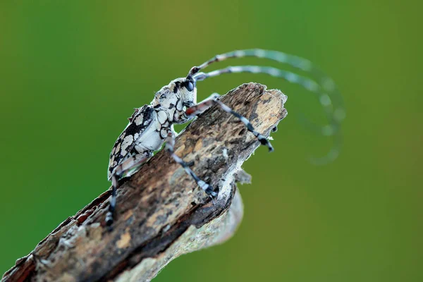 Långhornsskalbaggar Tropiska Skogar — Stockfoto