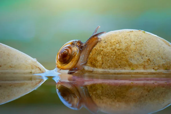 Lumache Incrociano Rocce Sopra Acqua Nei Giardini Tropicali — Foto Stock