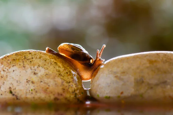 Los Caracoles Cruzan Rocas Sobre Agua Jardines Tropicales —  Fotos de Stock