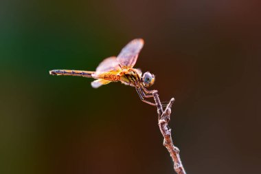 Yaprağın üzerinde zıplayan örümcek, örümcek yaprakları