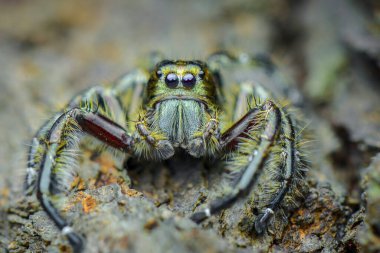 Yaprağın üzerinde zıplayan örümcek, örümcek yaprakları