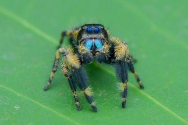 Yaprağın üzerinde zıplayan örümcek, örümcek yaprakları