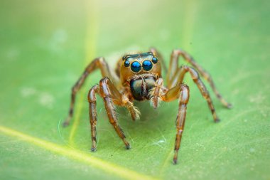 Sıçrayan örümcek, makro yakın çekim fotoğraf bulanık arkaplan ile sıçrayan örümcek, örümcek avı