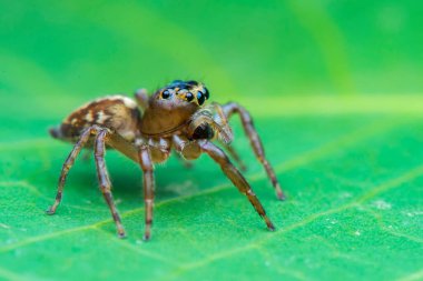 Sıçrayan örümcek, makro yakın çekim fotoğraf bulanık arkaplan ile sıçrayan örümcek, örümcek avı
