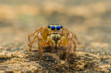 Sıçrayan örümcek, makro yakın çekim fotoğraf bulanık arkaplan ile sıçrayan örümcek, örümcek avı
