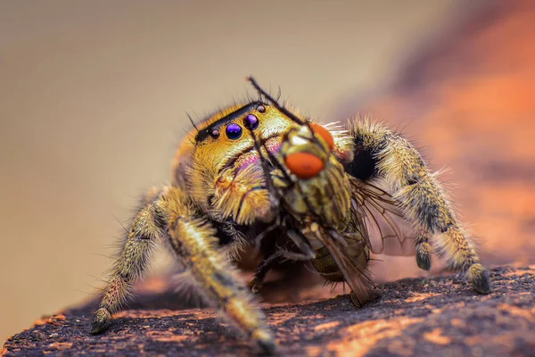 Jumping Spider Leaf Spider Leafs — Stock Photo, Image