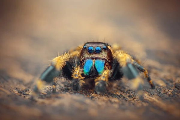 Jumping Spider Leaf Spider Leafs — Stock Photo, Image