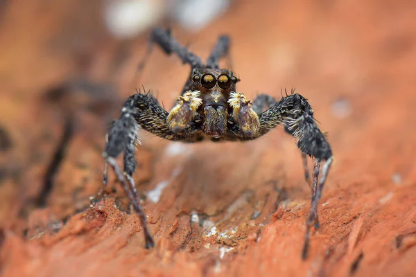 Araignée Sauteuse Sur Feuille Feuilles Araignée — Photo