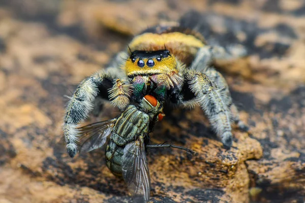 나뭇잎 위에서 뛰어오르는 거미가 뛰어오르는 — 스톡 사진
