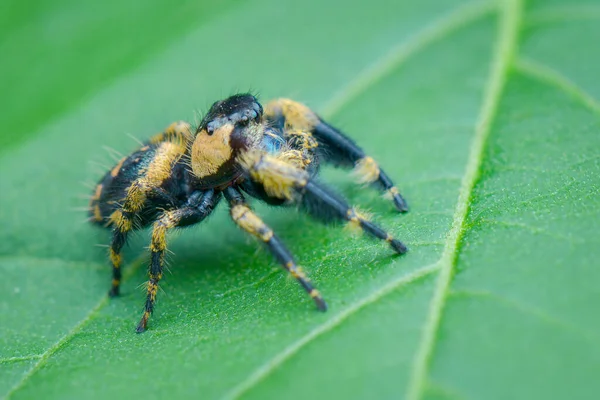 Yaprağın Üzerinde Zıplayan Örümcek Örümcek Yaprakları — Stok fotoğraf