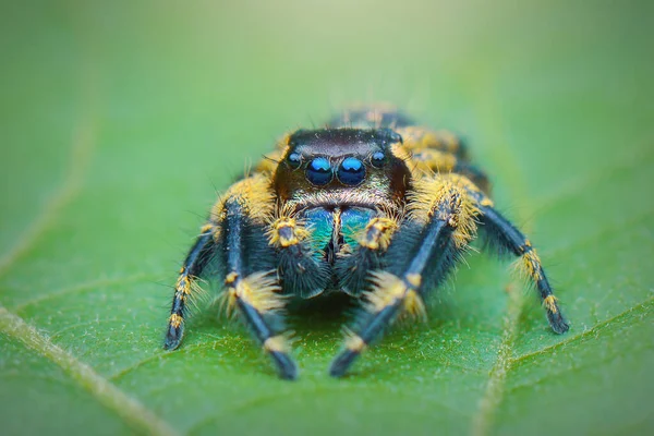 Araignée Sauteuse Sur Feuille Feuilles Araignée — Photo
