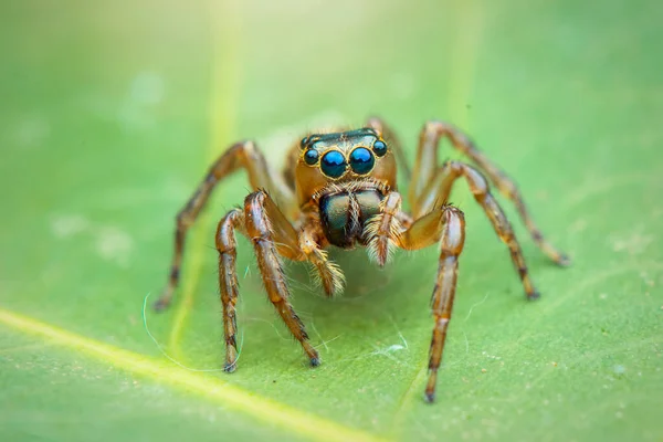 Jumping Spider Macro Close Photography Jumping Spider Blur Background Spider — Stock Photo, Image