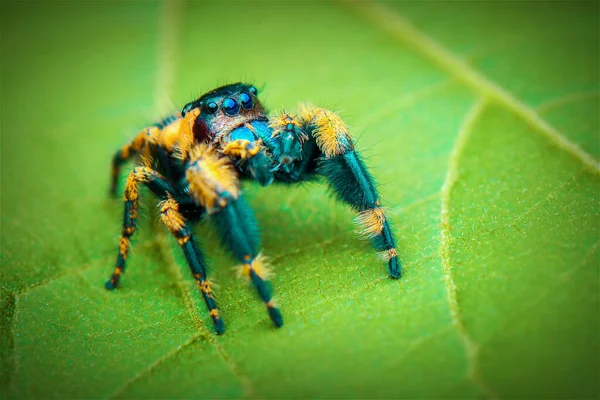 Jumping Spider Macro Close Photography Jumping Spider Blur Background Spider — Stock Photo, Image