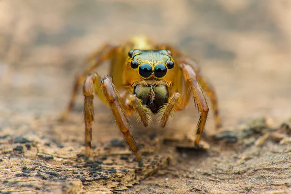 Ugráló Pók Makró Közelkép Fotózás Ugró Pók Elmosódott Háttér Pók — Stock Fotó