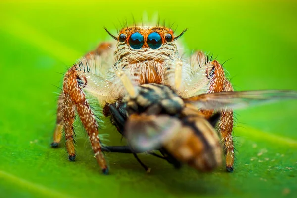 Jumping Spider Macro Close Fotografia Saltando Aranha Com Fundo Borrão — Fotografia de Stock