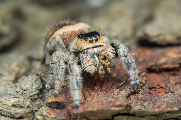 Jumping Spider Macro Close Fotografia Saltando Aranha Com Fundo Borrão — Fotografia de Stock