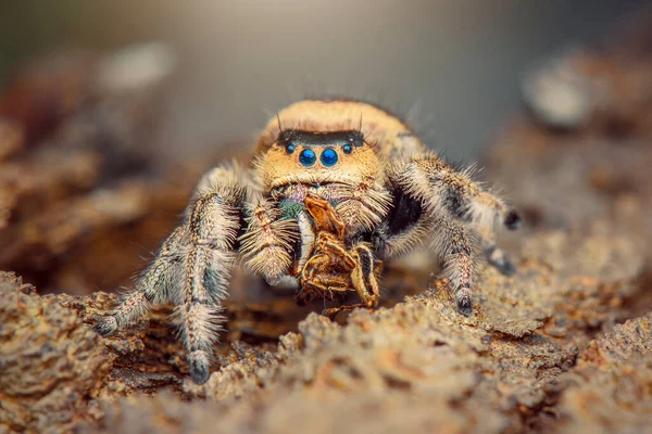 Hoppande Spindel Makro Närbild Fotografering Hoppa Spindel Med Suddig Bakgrund — Stockfoto