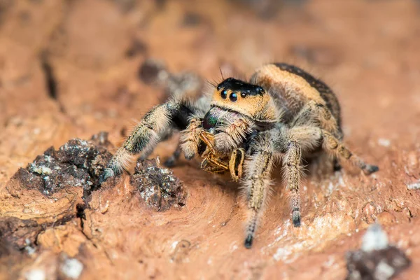 バックグラウンド クモの獲物とクモをジャンプスパイダー マクロクローズアップ写真 — ストック写真