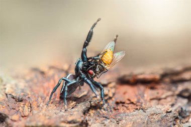 Sıçrayan örümcek, makro yakın çekim fotoğraf bulanık arkaplan ile sıçrayan örümcek, örümcek avı