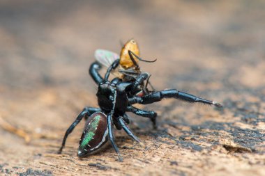 Sıçrayan örümcek, makro yakın çekim fotoğraf bulanık arkaplan ile sıçrayan örümcek, örümcek avı