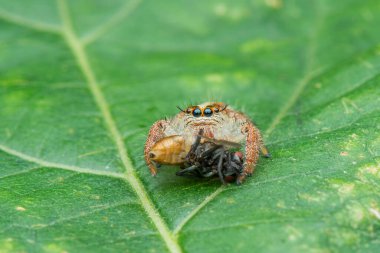 Sıçrayan örümcek, makro yakın çekim fotoğraf bulanık arkaplan ile sıçrayan örümcek, örümcek avı 