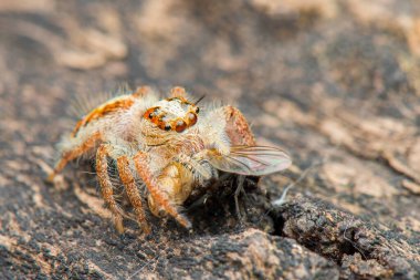 Sıçrayan örümcek, makro yakın çekim fotoğraf bulanık arkaplan ile sıçrayan örümcek, örümcek avı 