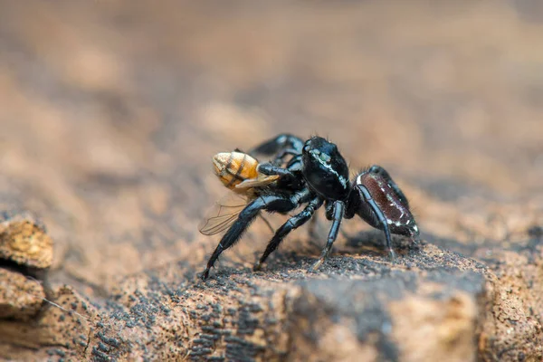 Araña Saltarina Fotografía Macro Primer Plano Saltando Araña Con Fondo — Foto de Stock