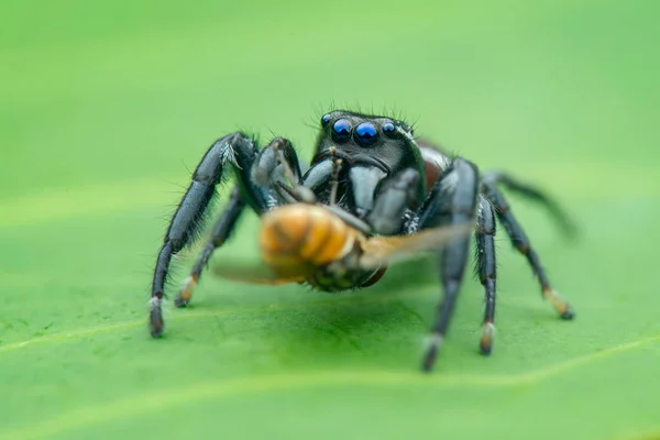 Jumping Spider, macro close-up photography jumping spider with blur background, spider prey