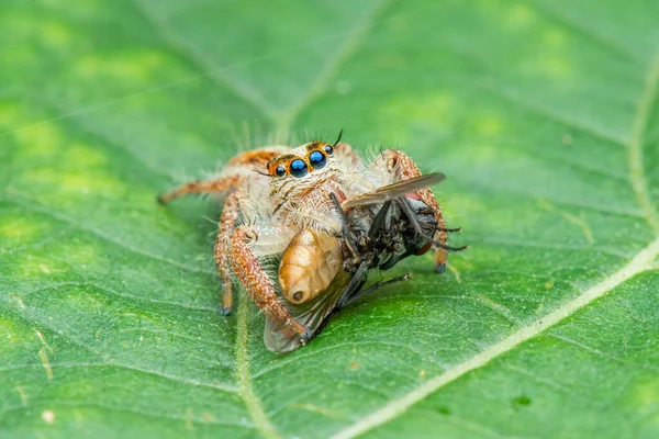 Jumping Spider Macro Close Fotografia Saltando Aranha Com Fundo Borrão — Fotografia de Stock