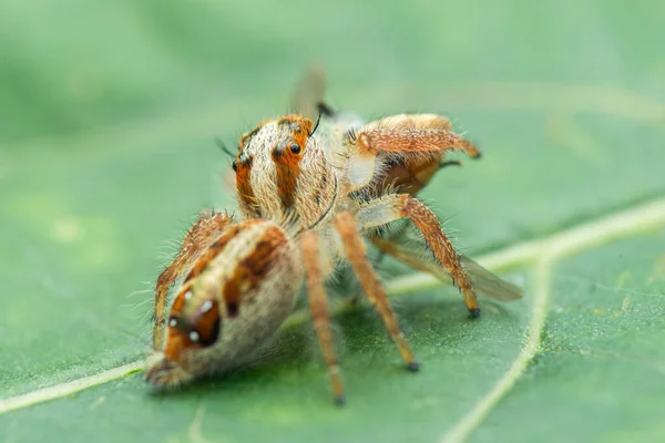 Araignée Sauteuse Macro Gros Plan Photographie Araignée Sauteuse Avec Fond — Photo