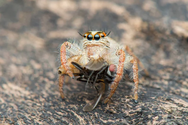 Hoppande Spindel Makro Närbild Fotografering Hoppa Spindel Med Suddig Bakgrund — Stockfoto