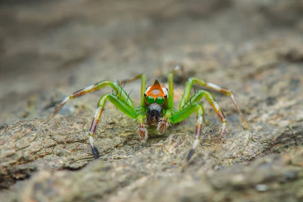 跳跃蜘蛛 宏观特写摄影跳跃蜘蛛与模糊的背景 蜘蛛猎物 — 图库照片