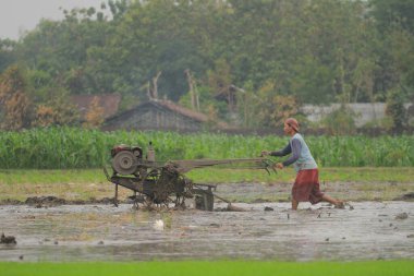 Çiftçi Purworejo, Endonezya 'da bir traktör kullanarak tarlayı sürüyor, 08-17-2018