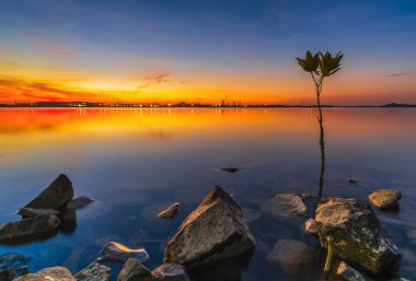 Mangrove ağacı Batam 'ın güzel günbatımı adasında filizleniyor.