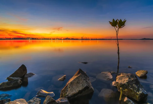 Mangrove ağacı Batam 'ın güzel günbatımı adasında filizleniyor.