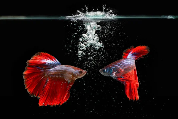Сиамские Боевые Рыбы Водяными Пузырями Черном Фоне — стоковое фото