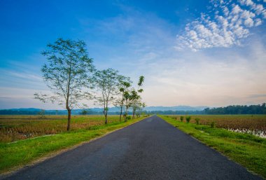 Purworejo, Endonezya 'nın pirinç tarlalarındaki kırsal yollar