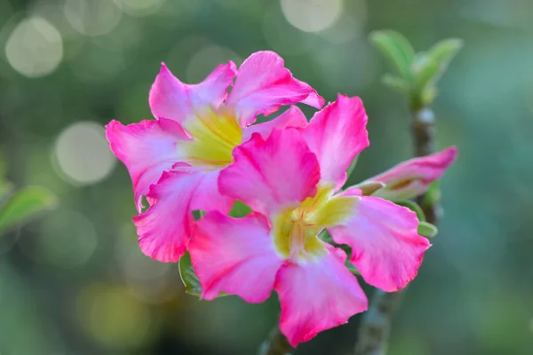 Цветок Фиолетовый Цветок Цветок Природы — стоковое фото