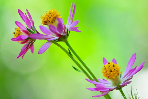 Цветок Фиолетовый Цветок Цветок Природы — стоковое фото