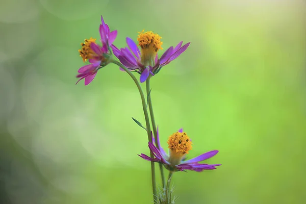 Flower , Purple Flower, Nature Flower